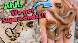 Baby Hognose Snakes Hatching [upl. by Aivilo376]