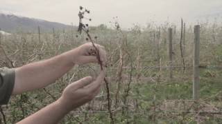 How to Prune Raspberries [upl. by Ahseyd347]