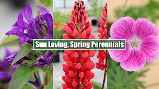 May Blossoms Meet 8 Stunning SunLoving Perennials in Full Bloom [upl. by Ardnic807]