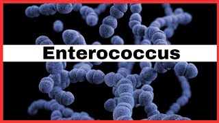 Enterococcus  E faecalis amp E faecium   what is Enterococcus  vre  microbiology [upl. by Leile338]