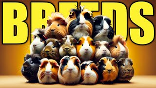 10 Best Guinea Pig Breeds To Keep as Pet [upl. by Ynogoham]