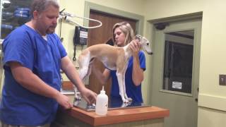 How to Give Your Dog an Injection at Home [upl. by Atwekk]