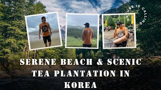 quotExploring Korea Serene Beach amp Scenic Tea Plantation”  Yulpo Beach  Daehan Dawon Tea Plantation [upl. by Dnalyk]