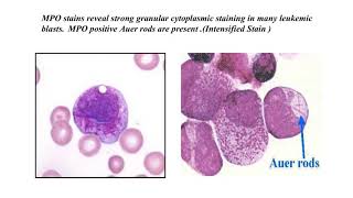 histochemical and cytochemical techniques DMLT2 [upl. by Samford591]