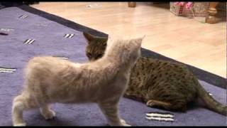 Introducing Bengal cat to a new kitten for first time [upl. by Zapot]