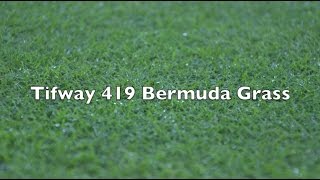 Tifway 419 Bermuda Grass [upl. by Eetnwahs19]