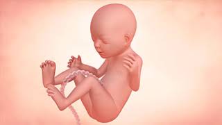 Fetal Development Week by Week Overview [upl. by Earissed]