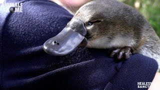 Meet Storm our new baby Platypus [upl. by Ecinnahs]