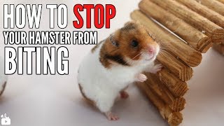 How to STOP your hamster from biting [upl. by Adi]