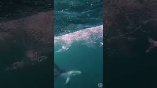 CRAZY 🐬 Why Do Dolphins Play with Pufferfish [upl. by Toll]