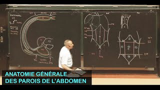 Anatomie des parois de labdomen Parois de labdomen 1 [upl. by Kalie243]