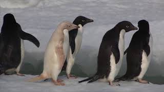 17 Penguin Species in One Video [upl. by Rolando576]