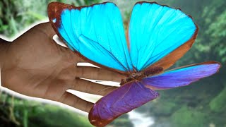 ELECTRIC Blue Morpho Butterfly Morpho menelaus  Closeup amp Feeding behaviour REGUA Brazil [upl. by Ahsatel]