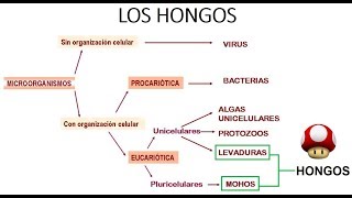 INTRODUCCIÓN A LA MICROBIOLOGÍA  Los hongos [upl. by Rufina]