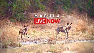 Mabula Game Lodge LIVE Africam Wildlife Stream [upl. by Dymoke]