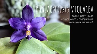 Всё о Phal Violacea где и как растет Особенности и секреты ухода за видовой орхидеей виолацеей [upl. by Benny]