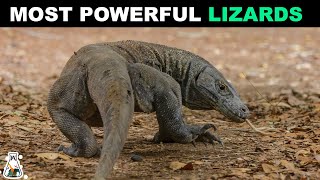 5 Most Powerful and Dangerous Lizards [upl. by Trager]