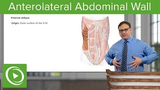 Anterolateral Abdominal Wall – Anatomy  Lecturio [upl. by Darahs]