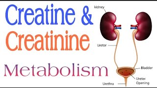 Creatine and Creatinine Metabolism  Lecture 16 [upl. by Esiuolyram734]