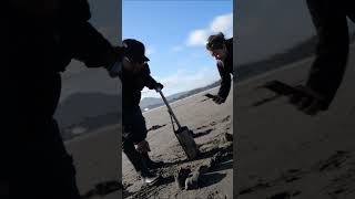 razor clam digging shortvideo harvest fyp razorclams reels pnw beach tiktok [upl. by Ehrenberg]