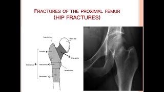 Posterior Cruciate Ligament PCL  Anatomy and Function [upl. by Latt]