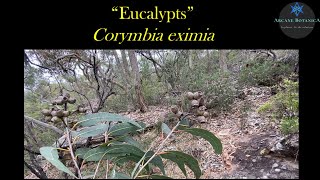 Eucalyptus ID  Corymbia eximia Yellow Bloodwood [upl. by Aimekahs214]