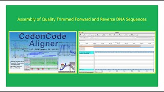 How To Perform DNA Sequence Assembly Using CodonCode Aligner 👨🏻‍💻🧬👇 [upl. by Alyahsal]