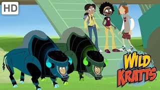 Wild Kratts  Muskox vs Wolves and Cheetahs [upl. by Plossl578]