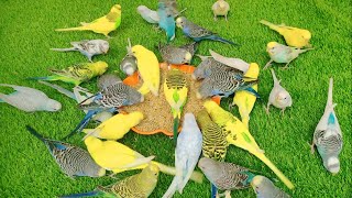 20 Minutes Healthy Colorful Parakeets Getting Mix Seeds Diet Treat [upl. by Derek807]