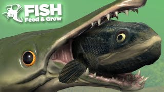 NEW FISH EATS THE SWAMP  Fish Feed and Grow  HD [upl. by Cormier]