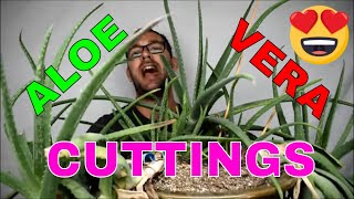 How to Grow Aloe from stem Cuttings [upl. by Kra772]