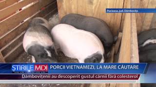 PORCII VIETNAMEZI LA MARE CAUTARE  MDI TV [upl. by Av]