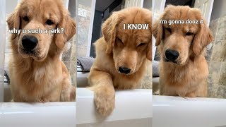 What Does My Dog Do When I Take a Bath [upl. by Ellered964]