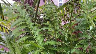 The largest fern in North America Giant Chain fern [upl. by Nehtiek588]