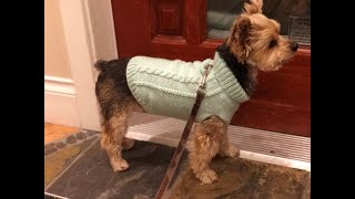 DIY Purl Stitch Cable Knit Dog Sweater [upl. by Gearhart]