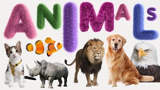 Animal  List of Animals  Name of Animals  500 Animals Name in English from A to Z [upl. by Nikaniki]