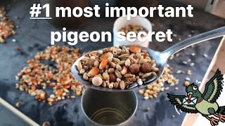 Belgian Racing Pigeons  Nr 1 Best Racing Pigeon Secret  How To Feed [upl. by Nakeber371]