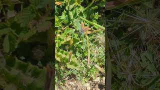 A pair of Brown Argus butterflies courting [upl. by Driscoll]