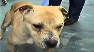 DOG FIGHTING RSPCA release shocking images [upl. by Procto]