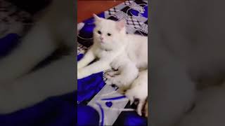 minicatvlogs🙀👍💛💞😽😽😽💛💛💜💛😸😸😽🙀🙀👍👍👍 [upl. by Ayam]