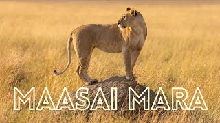 My first visit to the MAASAI MARA  A short film by The Safari Expert [upl. by Sorodoeht]