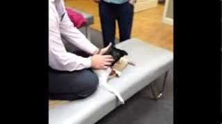 Chiropractic Miracle  Paralyzed Dog Can Walk Again [upl. by Hulton934]