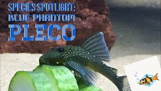 BLUE PHANTOM PLECO SPECIES SPOTLIGHT [upl. by Attennot]