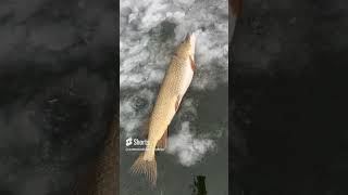 Rainy Day Ice Fishing on Conesus Lake… THEY’RE BITING 🎣😀🎣 fishing icefishing pikefishing [upl. by Ailerua]