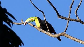 Keelbilled Toucan calling [upl. by Iran]