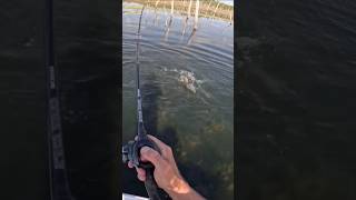 SPEED STRIKE BIG FISH IN THE LAKE ‼️ CASTING FISHING angler fishing bigfish fishingvideo [upl. by Dearman]