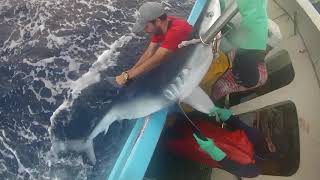 Tagging blue shark with popup archival transmitting tag PSAT tag [upl. by Malvino]