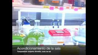 OECD 202 Daphnia sp Acute immbilisationTest [upl. by Zoellick421]