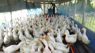 Duck Farm Business Plan  White Duck Farming Business Ideas with Low Investment  Pekin Duck Farm [upl. by Demetra]