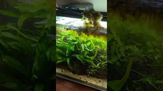 Salvinia minima floating aquarium plant takes over aquarium [upl. by Hpsoj]